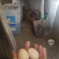 مرغ محلی تخمگذار معاوضه با برهمابلو