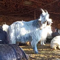 تیربز بهده اصلی