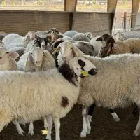 گوسفند زنده جهت قربانی