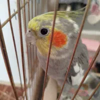 پرنده|پرنده|محمدیار, |دیوار