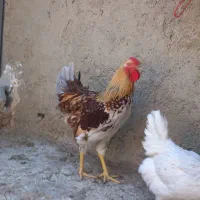 خروس زینتی
