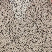 لوبیا چشم بلبلی