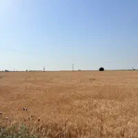 اجاره-زمین-کشاورزی