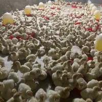 جوجه بوقلمون بیوتی گوشتی سنگین وزن