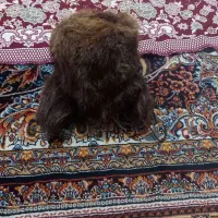 چکمه|کیف، کفش، کمربند|مشهد, طبرسی شمالی|دیوار