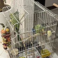 طوطی ملنکو جفت