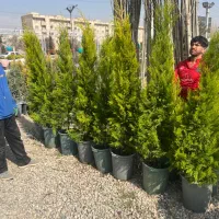 کاشت و عرضه کاج لاوسون ارتفاع تا ۲۲۰ فقط ۸۵۰