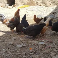 ۶تا مرغ جوان|حیوانات مزرعه|فرخ‌شهر, |دیوار
