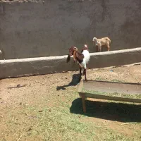 کولار پاکستانی با بزغاله کسی خواست در خدمتم