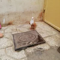 کفتر