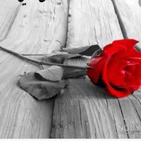 گل برای کادو|گل مصنوعی|تبریز, |دیوار