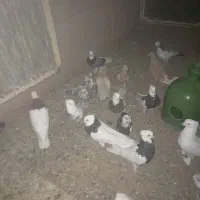 کفتر