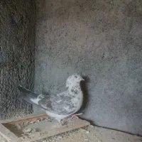 ماده سوسکی