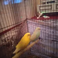 مرغ عشق نرو ماده