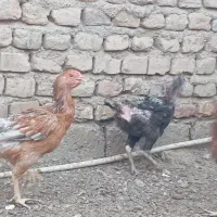 خروسومرغ