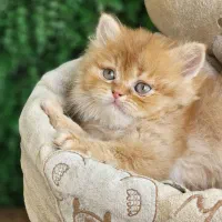 توله اشرافی