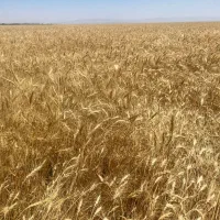 زمین-200-متری-اصل-فلاح-جدید
