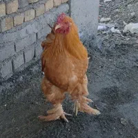 خروس برهما