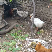 یک جفت غاز و قو غاز