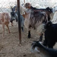 بزغاله