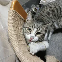 گربه رایگان جهت واگذاری