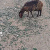 دوجفت میش بره افشاری