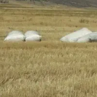 کیسه گیری کاه