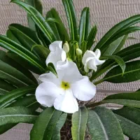 گل و گیاه بنسای درختچه