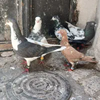 صید بوم بلند