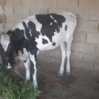 شادگان روستایی منصوره علیا