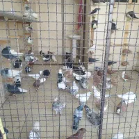 فروش کبوتر رنگی ودورگ