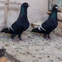 کبوتر ترکه دار وارداتی