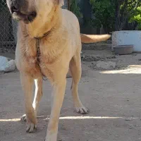 سگ نگهبان ماده سرابی 21 ماهه اصیل