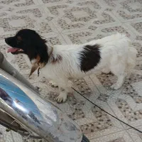 سگ پا کوتاه