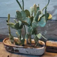 گل کاکتوس توافقی