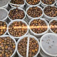 فروش رطب و خرما درجه یک