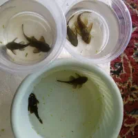 کت پوزه بوته ای گوپی میگو گیاه نورپلنت آکواریم