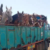 فروش و خرید اسب پالونی