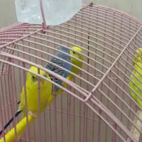 فروش مرغ عشق