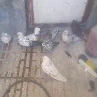 کبوتر