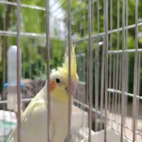 عروس هلندی لوتینو‌ ماده