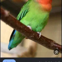 طوطی کوتوله گمشده در محدوده سیدی