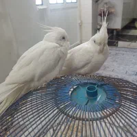 عروس هلندی البینو