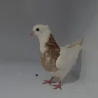 طوقی|پرنده|بن, |دیوار