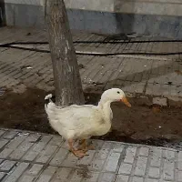 اردک تخم گذار یک ساله