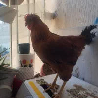 خروس جوان کاکلی زینتی