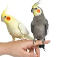 جفت عروس هلندی مولد