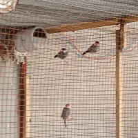 فنچ بلبلی سرحال