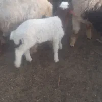 بره نر و ماده