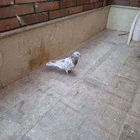 کفتر